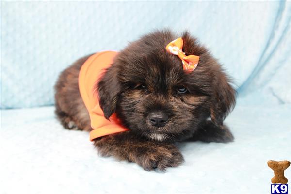 lvpuppyheaven Picture 3
